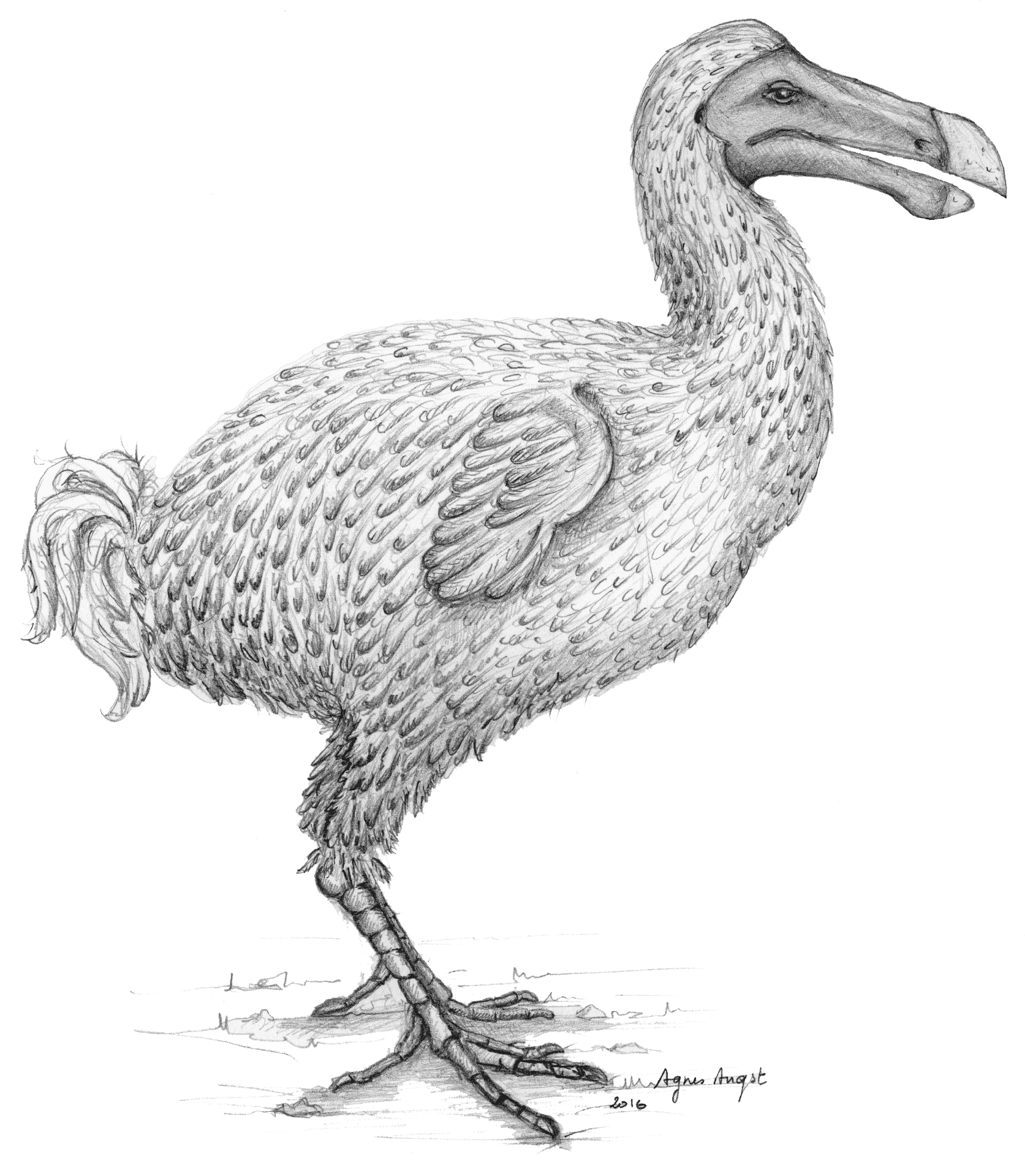 Dodo Bird Illustration PNG