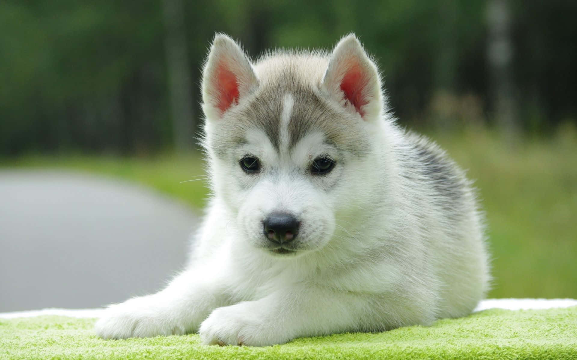 A Small Husky Puppy Is Laying On A Green Blanket Wallpaper