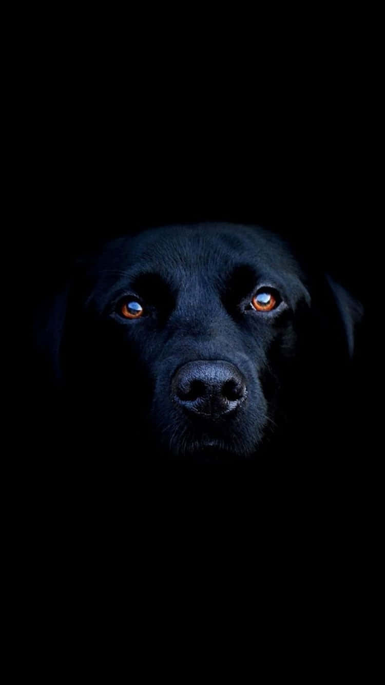 Unperro Negro Con Ojos Azules En La Oscuridad. Fondo de pantalla