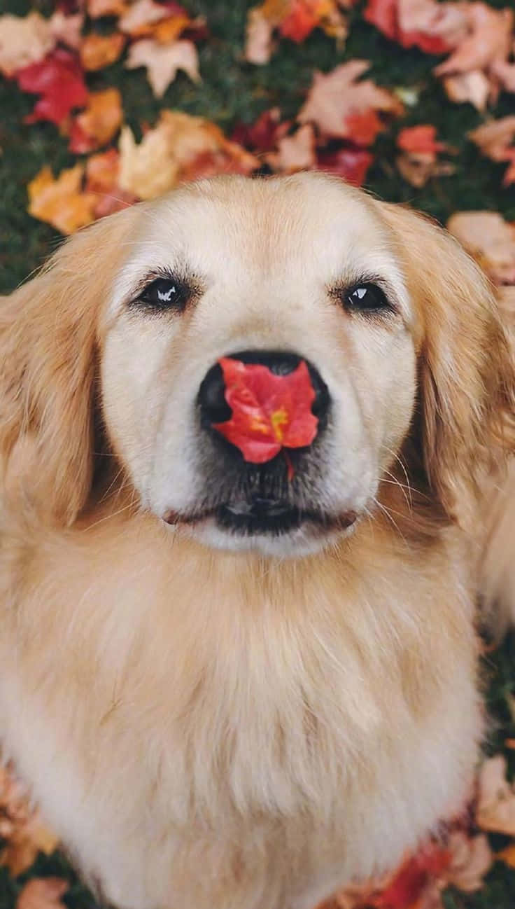 Eingolden Retriever Hund Mit Einer Roten Nase Inmitten Der Herbstblätter. Wallpaper