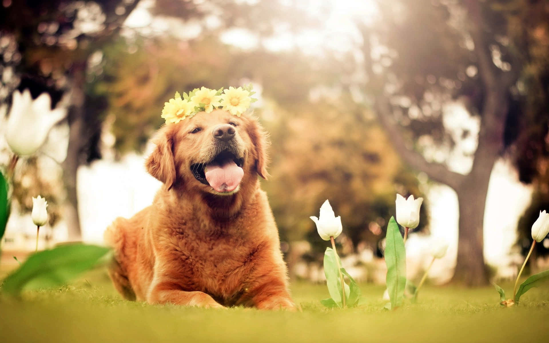 Pooches Are Sweet Companions! Wallpaper