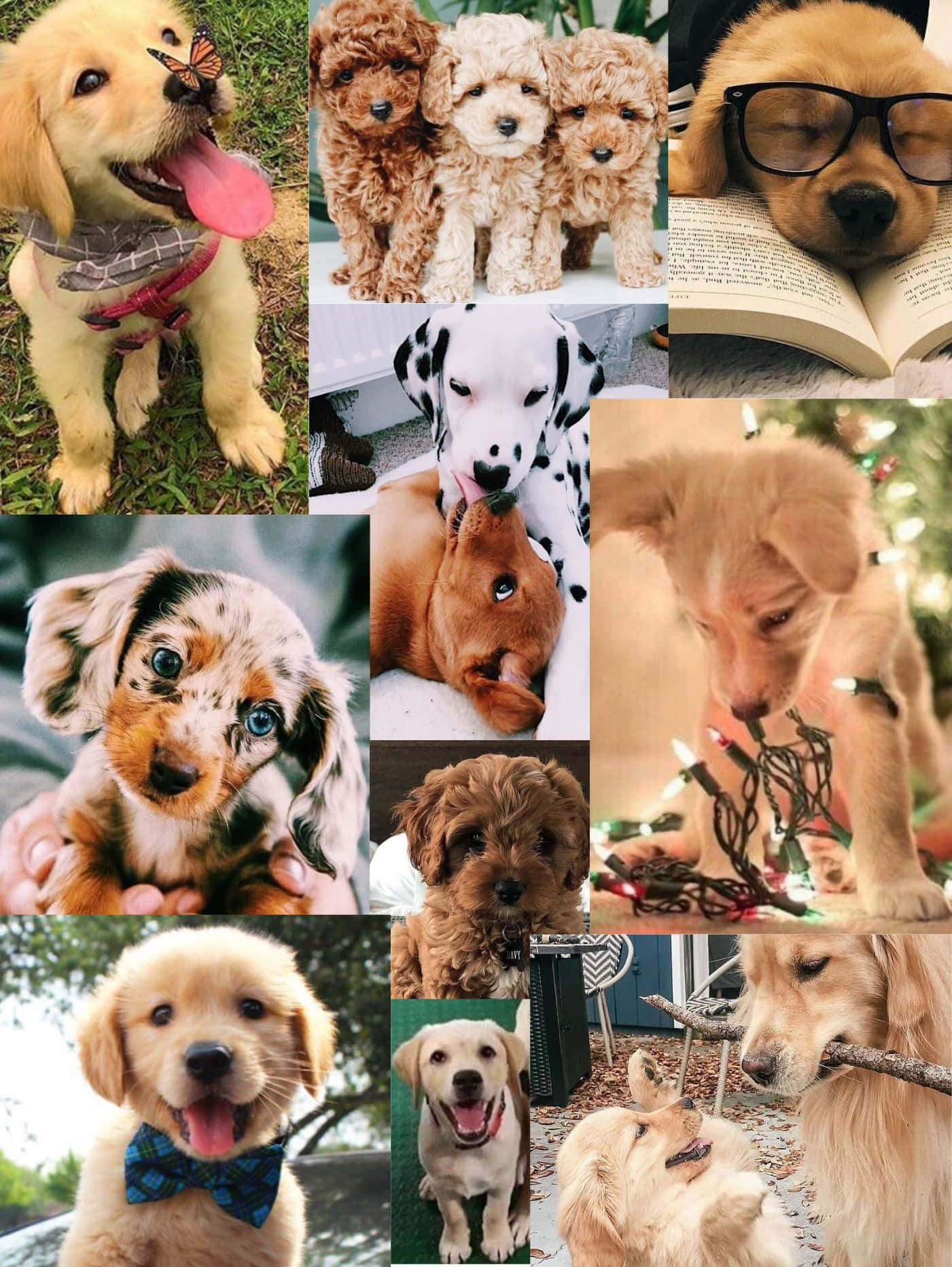 En collage af billeder af hunde med briller Wallpaper