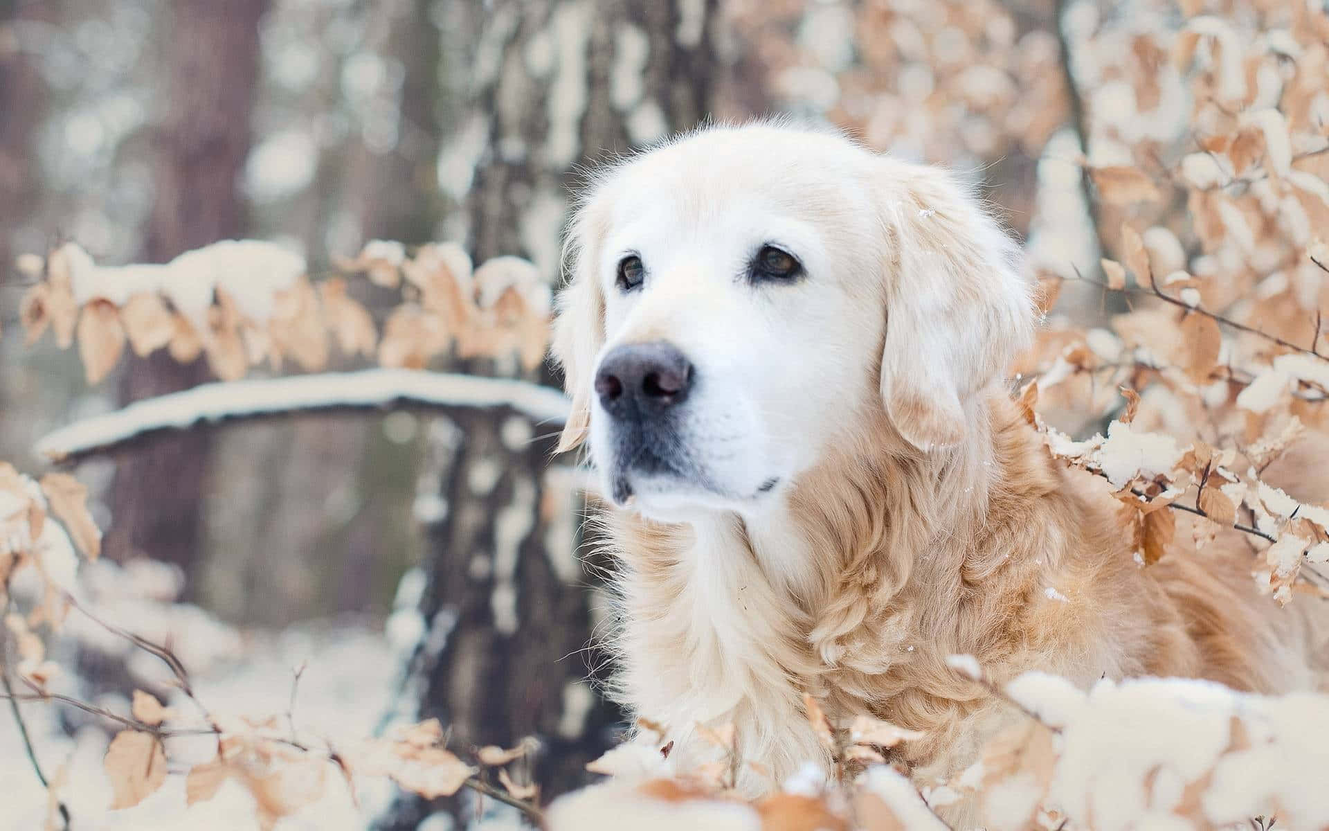 A Golden Retriever Is Standing In The Snow Wallpaper