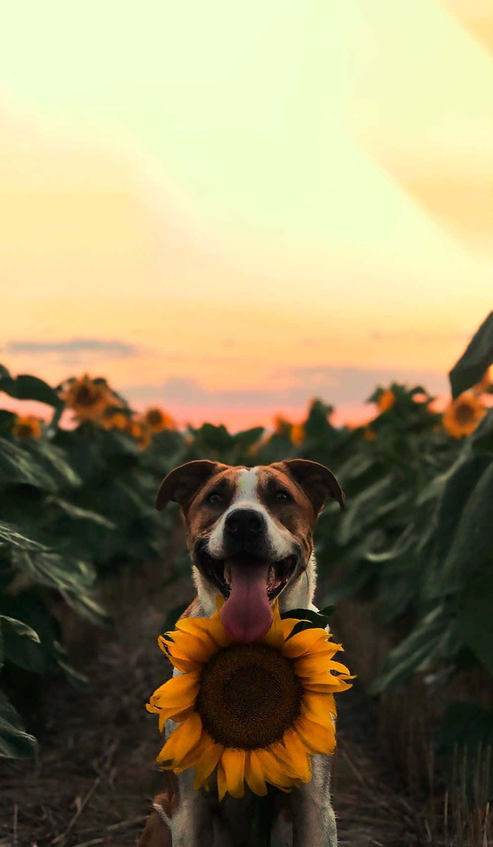 Dog With Sunflower Aesthetic Wallpaper