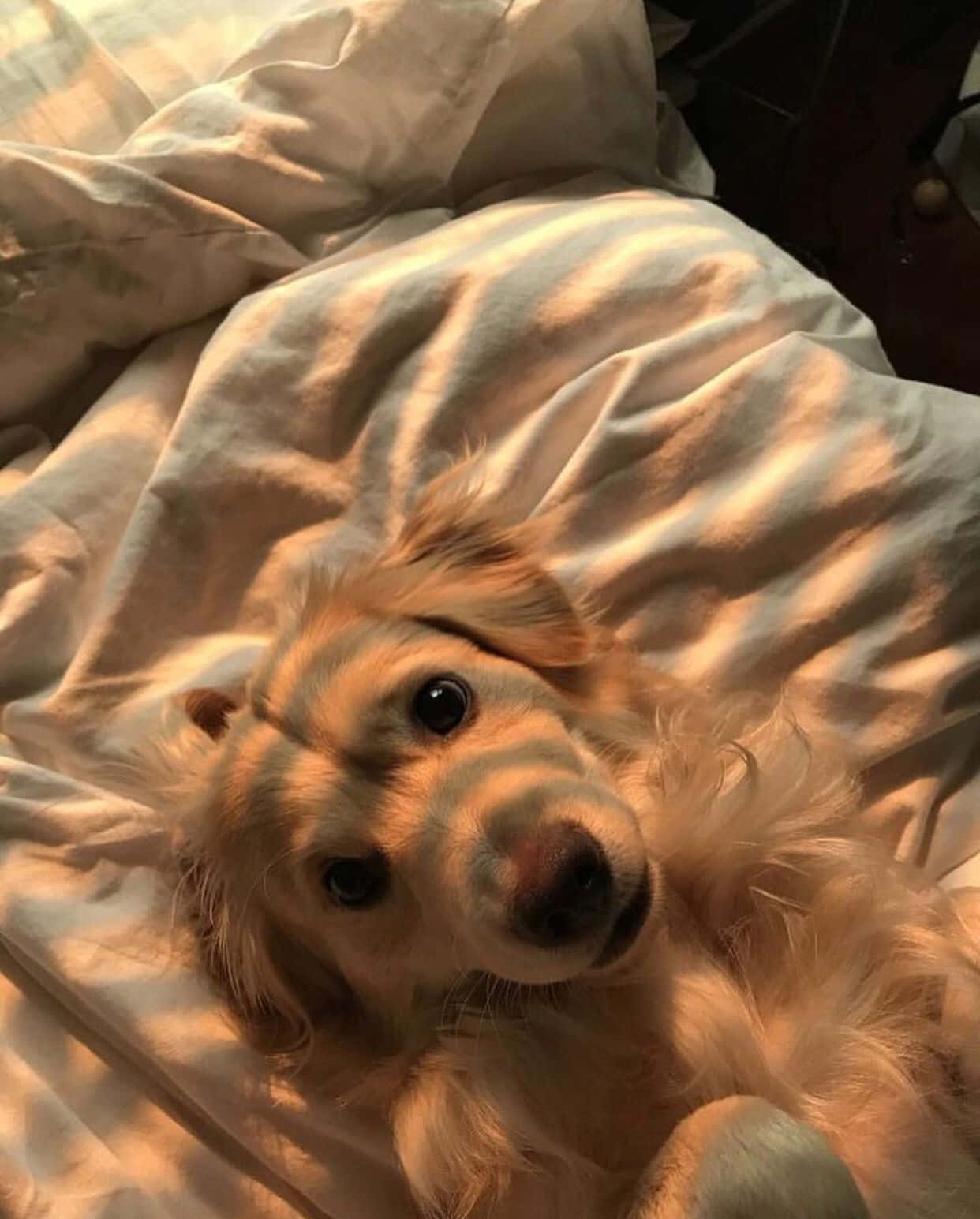 Golden Retriever Dog Aesthetic Wallpaper