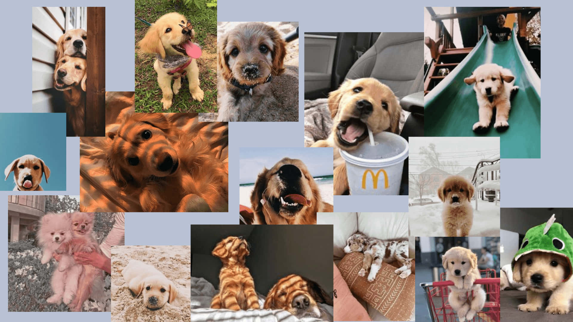 Download Golden Retriever Dog Aesthetic Wallpaper  Wallpaperscom