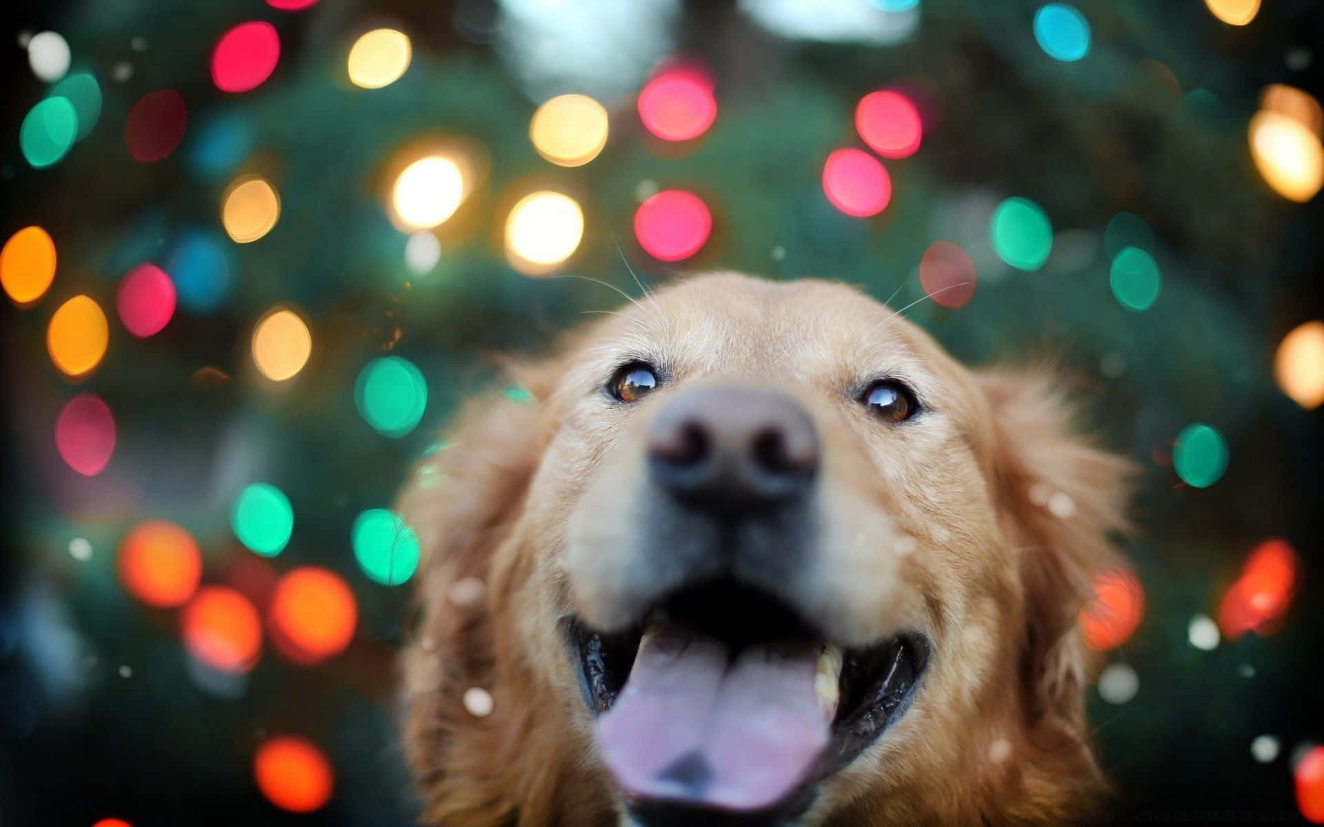 A Dog Is Standing In Front Of A Christmas Tree Wallpaper