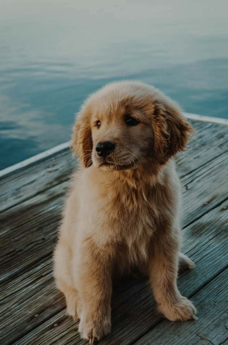 Dog Aesthetic Wallpapers  Wallpaper Cave