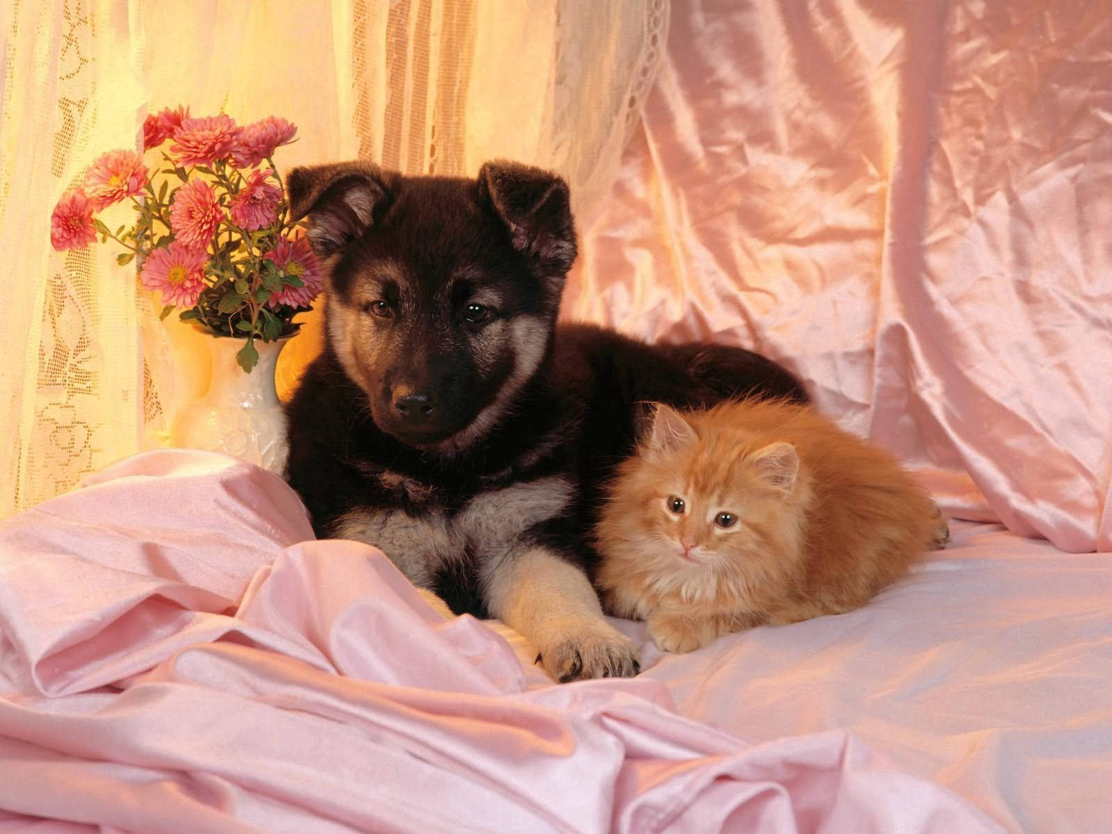 Dog And Cat Cute Friends