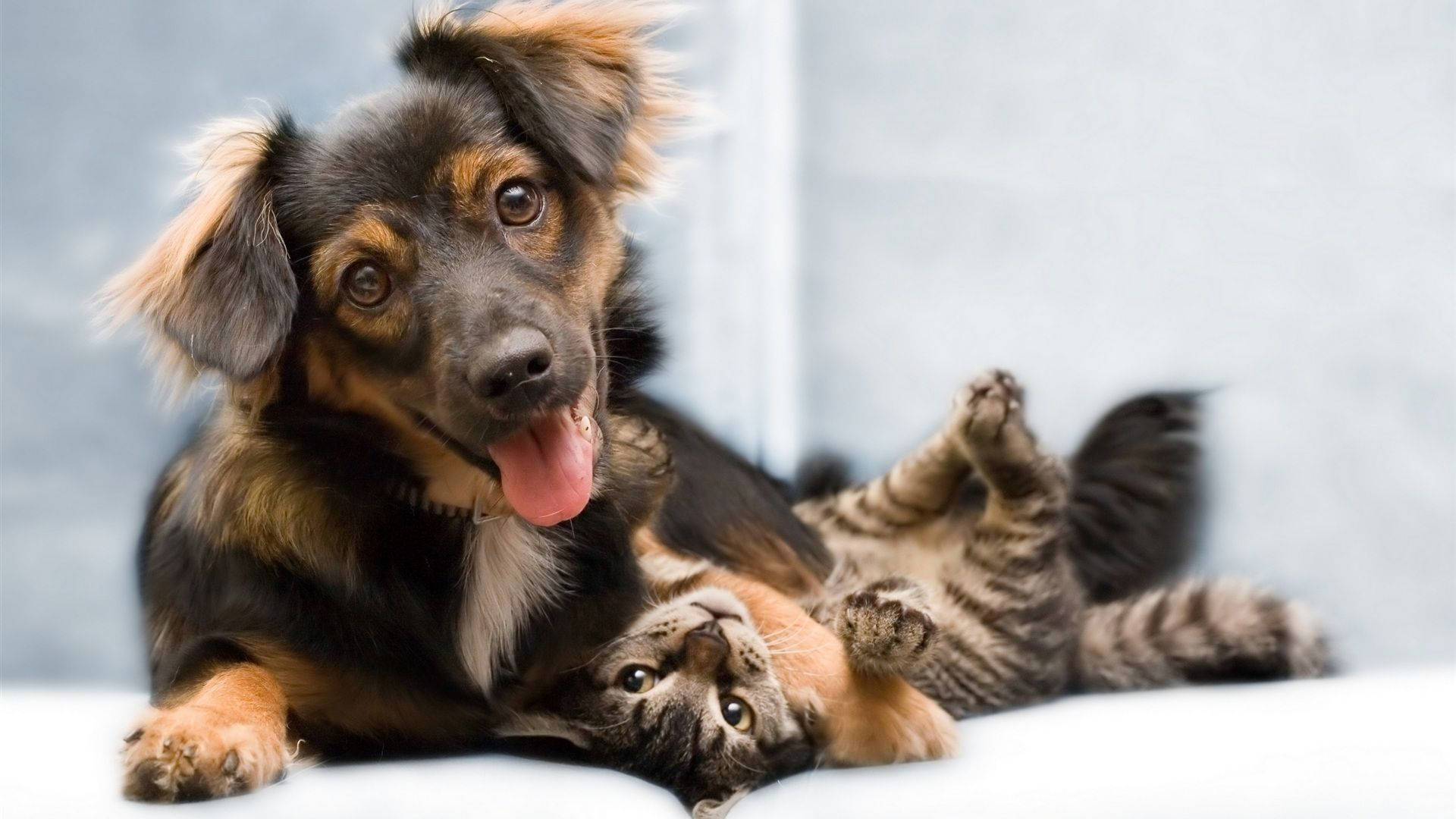 Dog And Cat Funny Animals Wallpaper