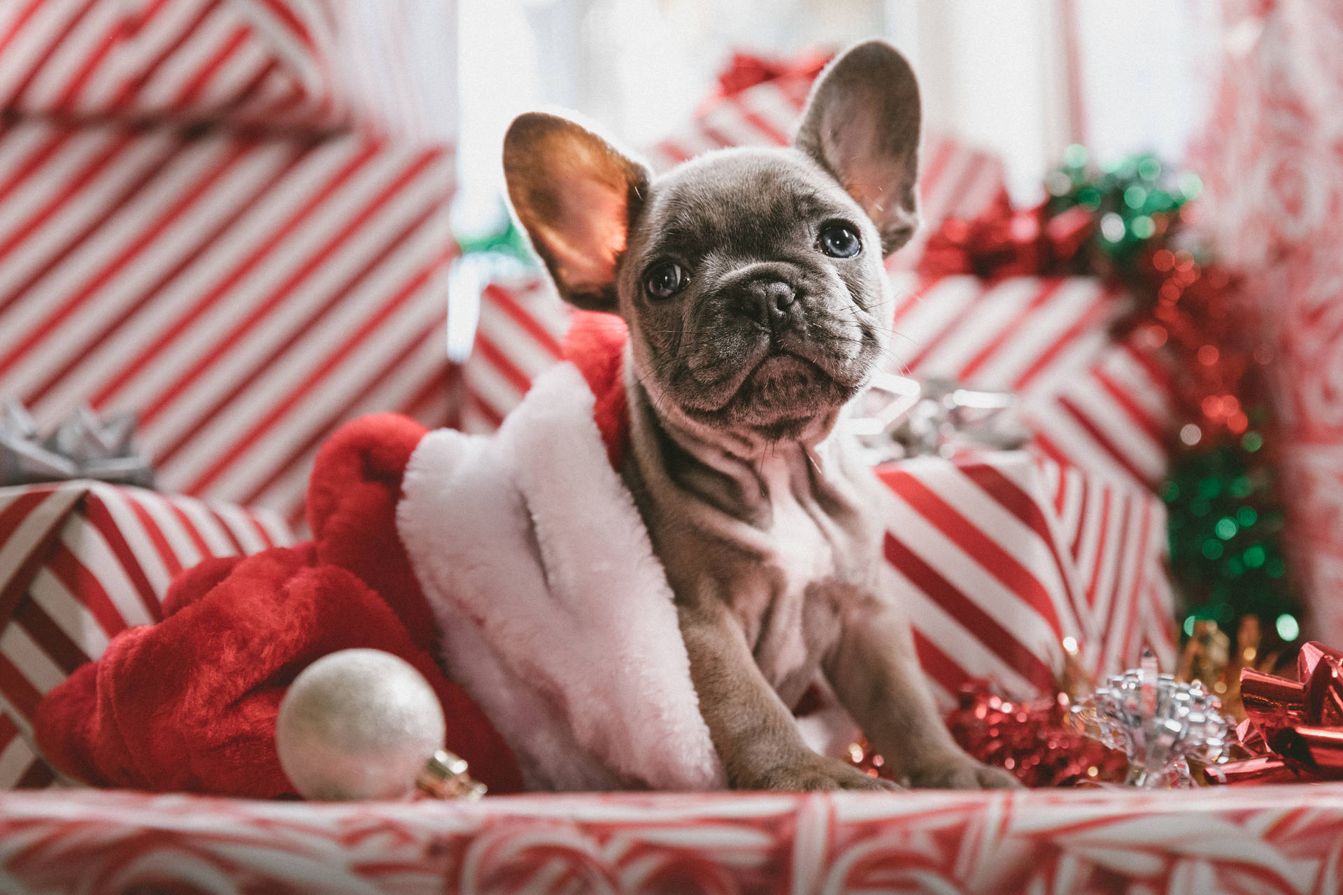 Dog And Christmas Decoration Wallpaper
