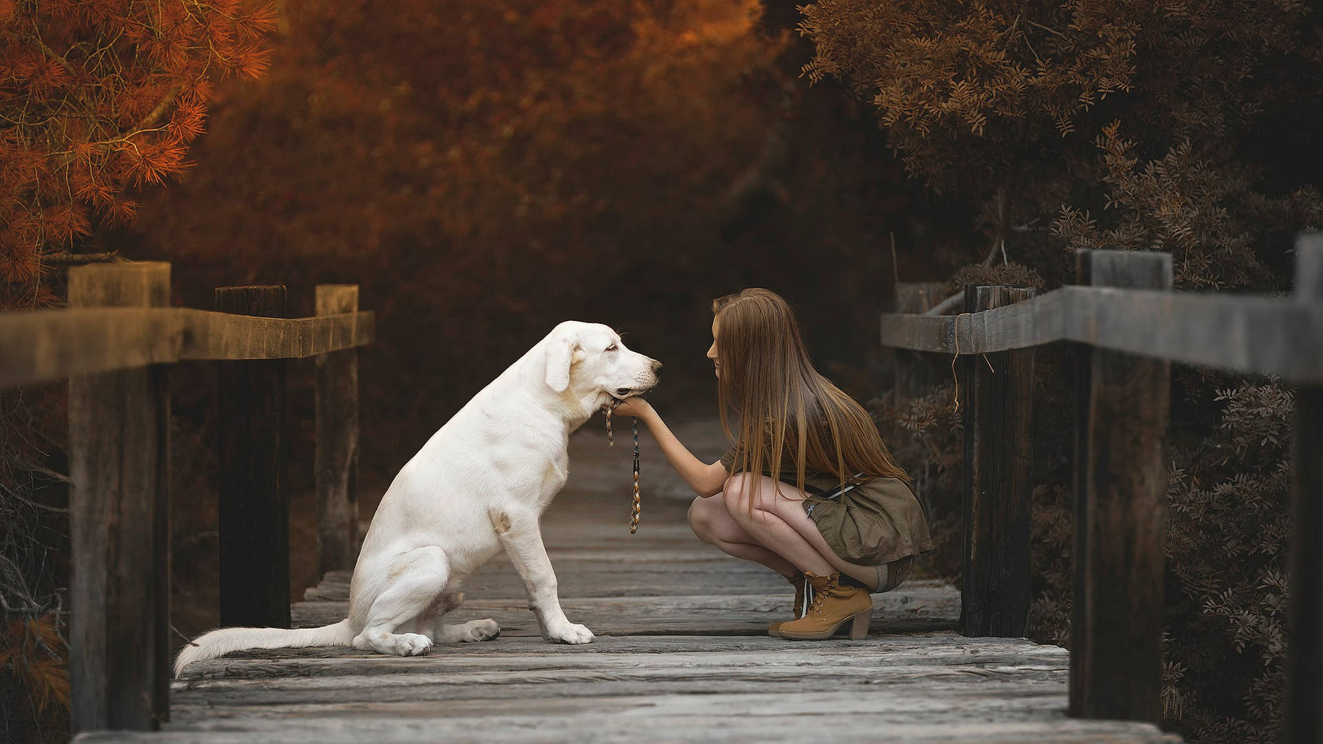 Dog And Girl Looking Each Other Wallpaper