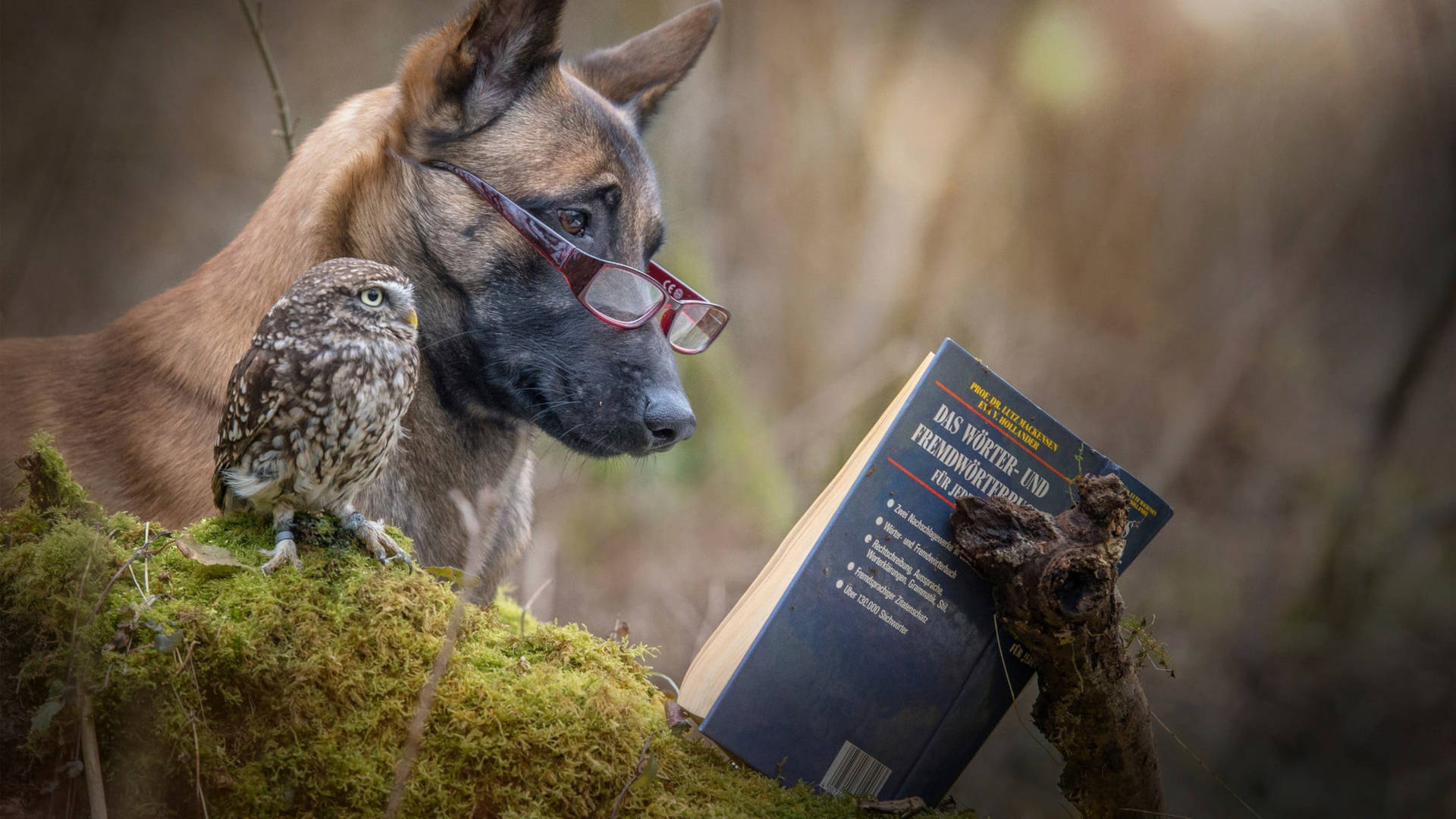 Dog And Owl Reading Book Wallpaper
