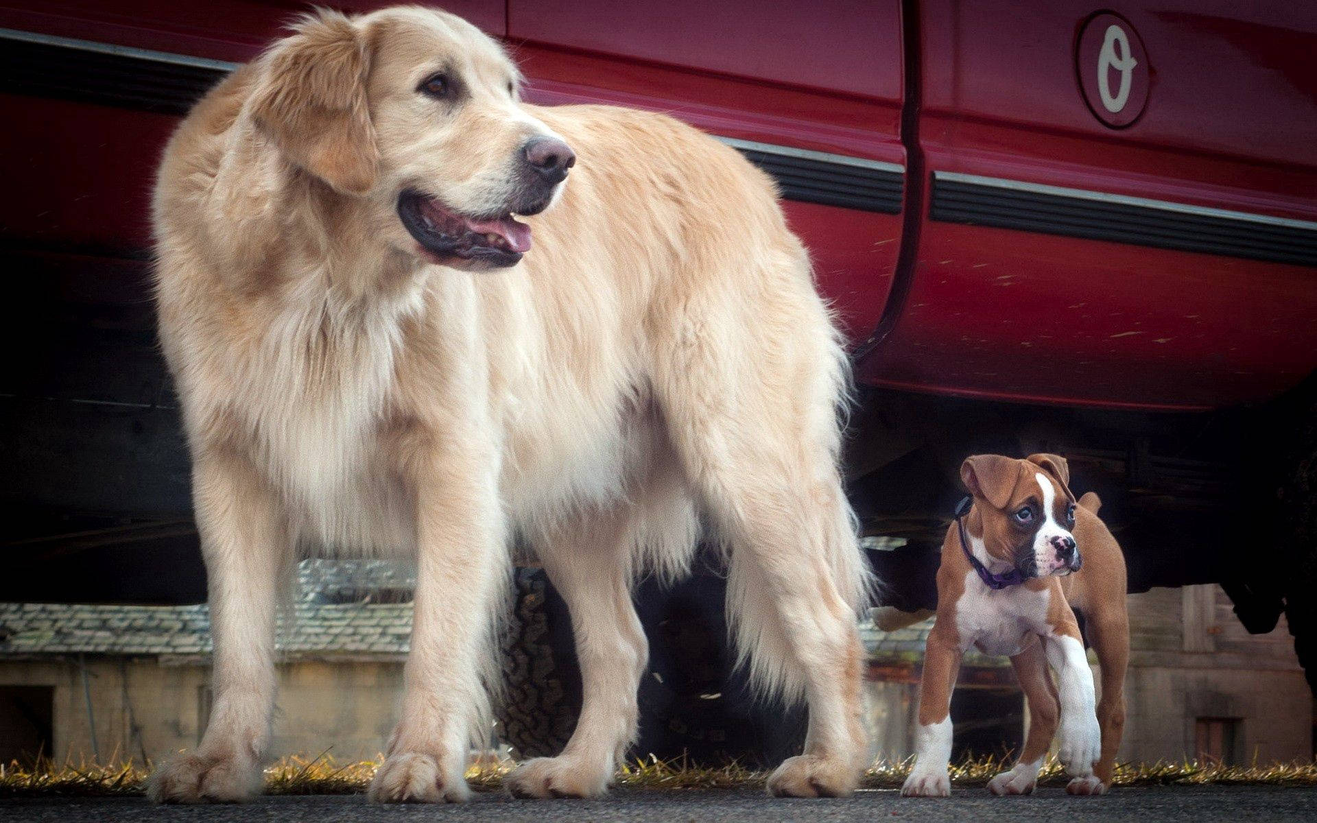 Golden dog and Bulldog puppy beside red car wallpaper