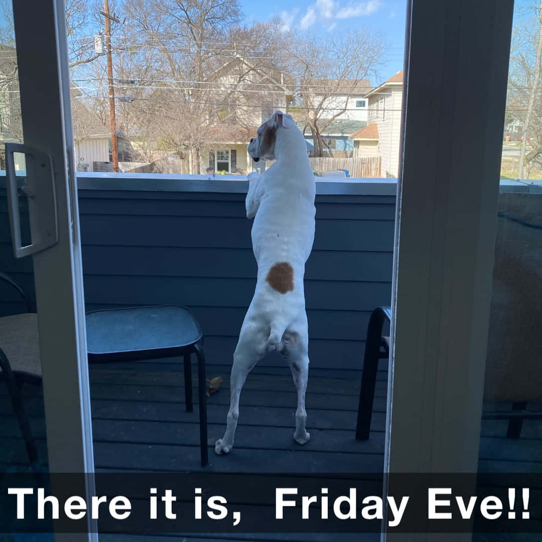 Dog Anticipating Friday Eve Wallpaper