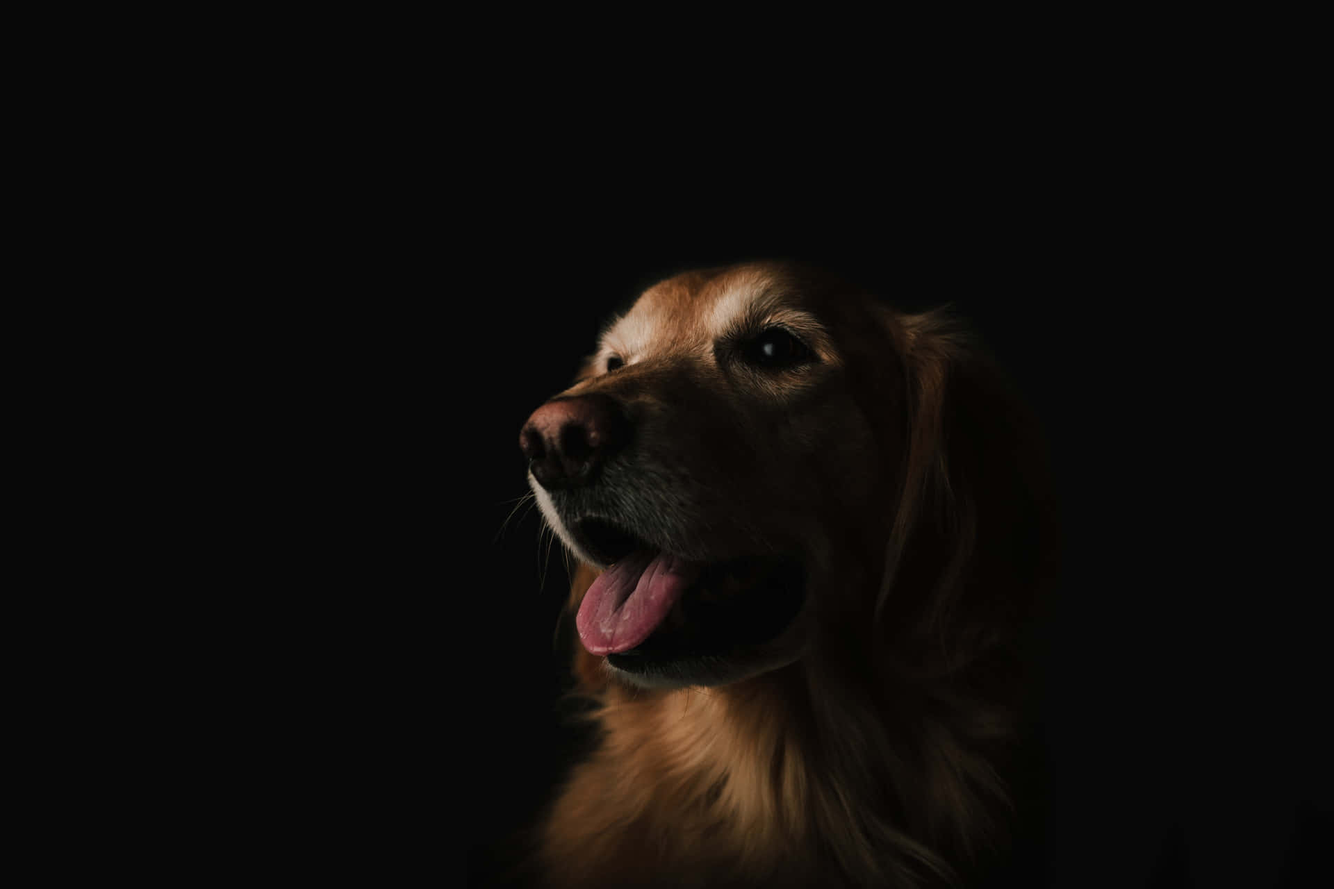 Dog Background