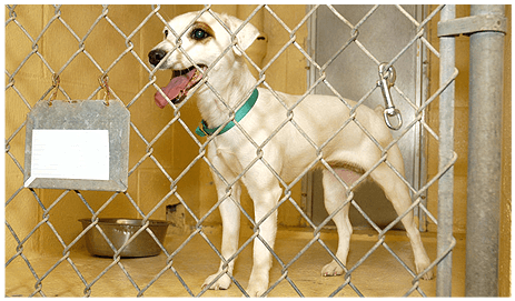 Dog Behind Chain Link Fence PNG