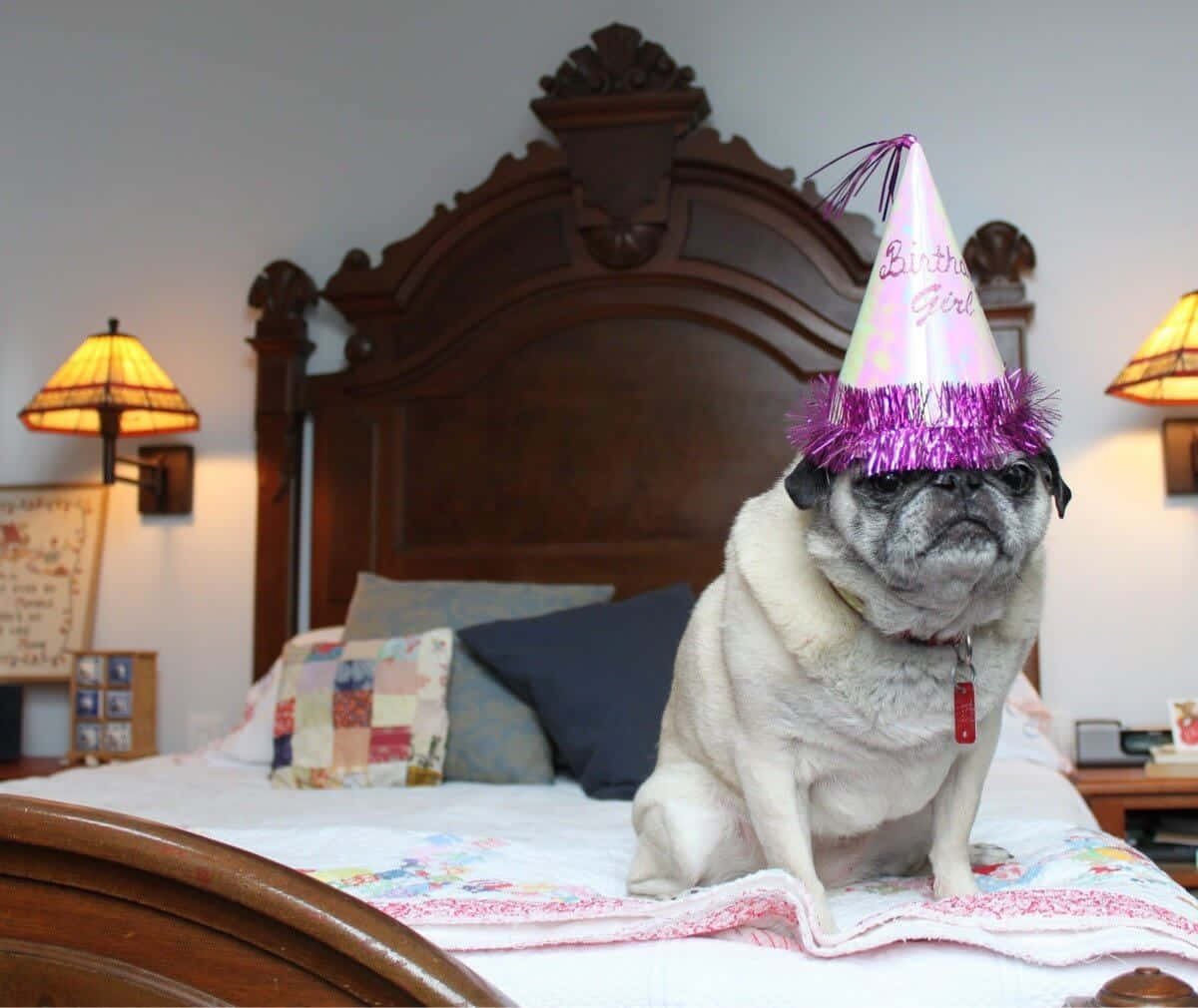 Dog Birthday Happy Senior Pug Party Picture