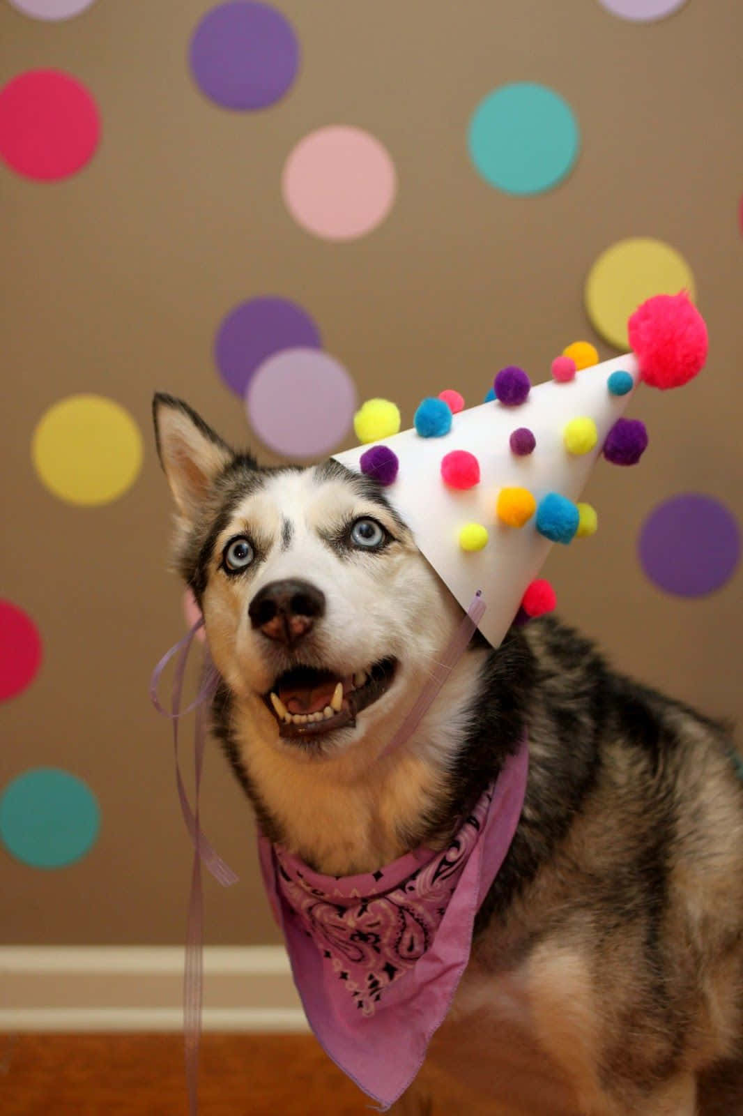 Dog Birthday Siberian Husky Party Celebration Picture