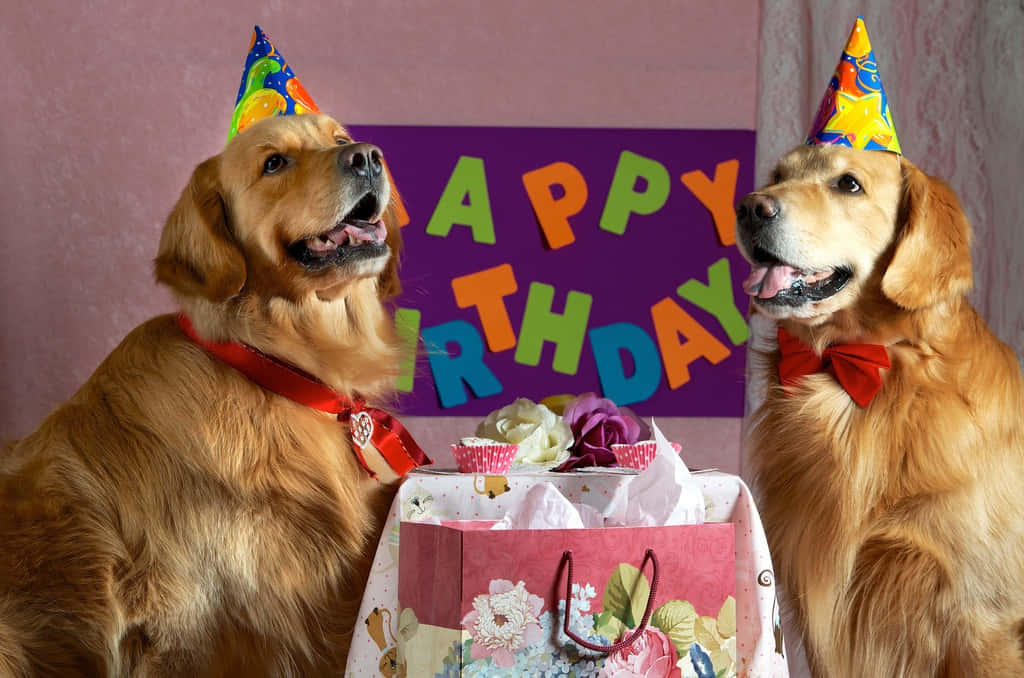 Dog Birthday Happy Golden Retriever Party Picture