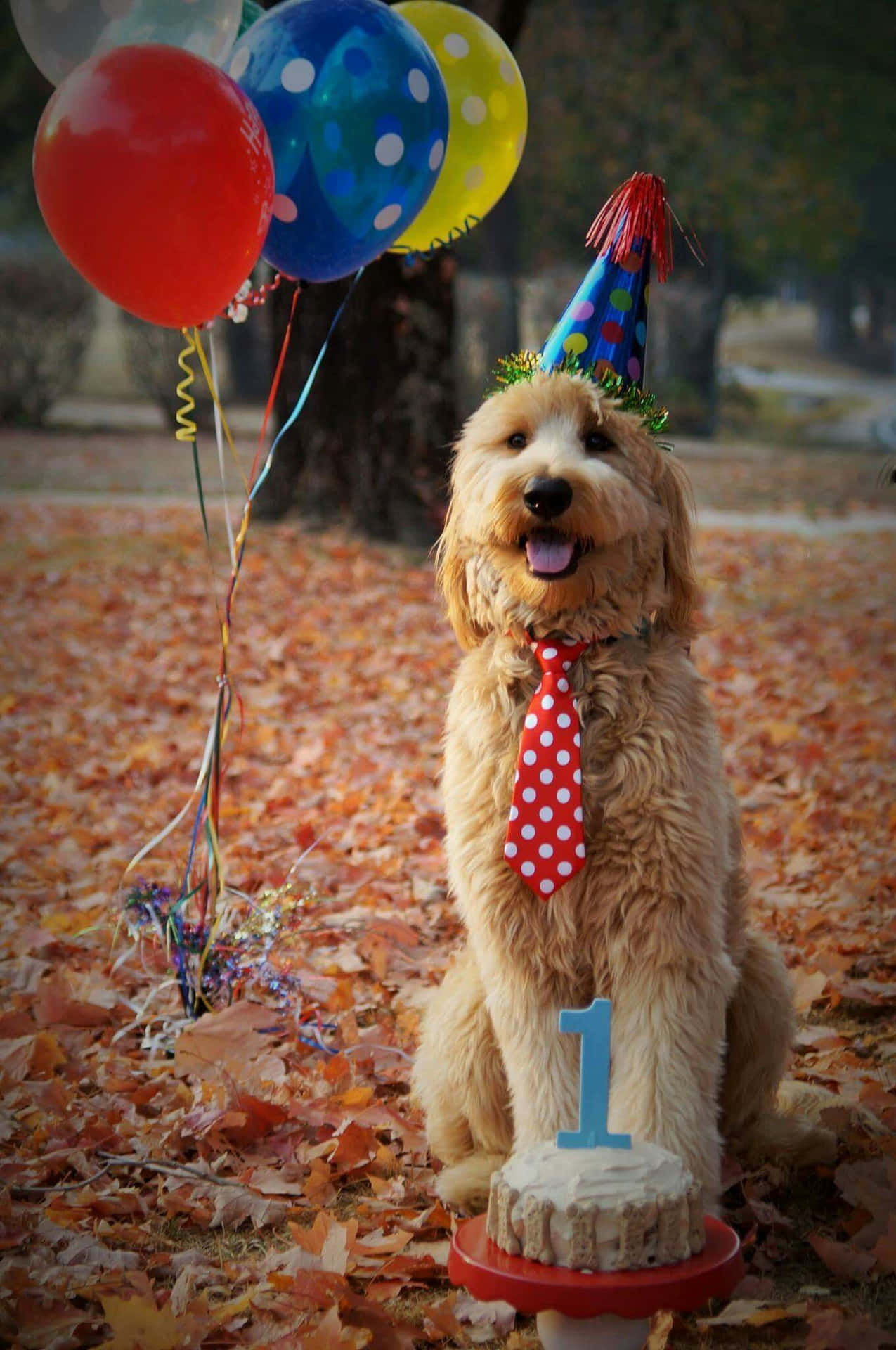 Dog Birthday Smiling Goldendoodle Celebration Picture