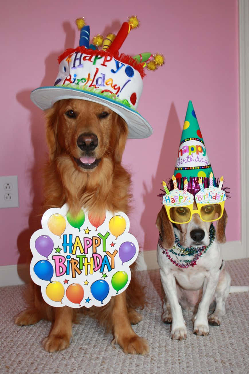 Dog Birthday Golden Retriever Beagle Party Picture