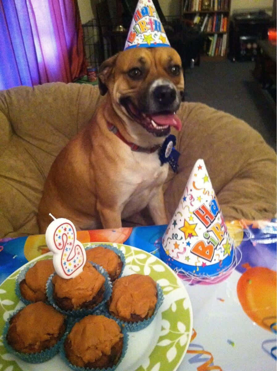 Dog Birthday Smiling Boxer Party Cake Picture