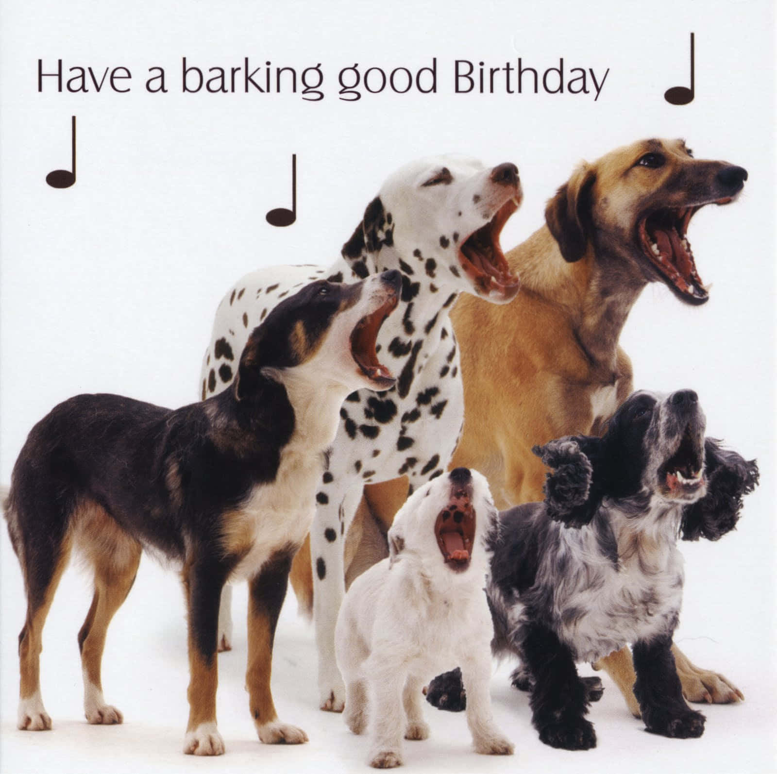 Dog Birthday Singing Barking Celebration Picture
