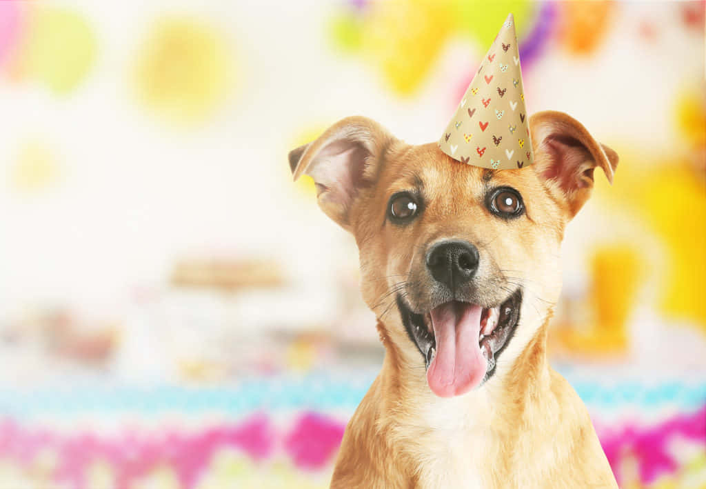 Dog Birthday Mutt Pet Celebration Picture