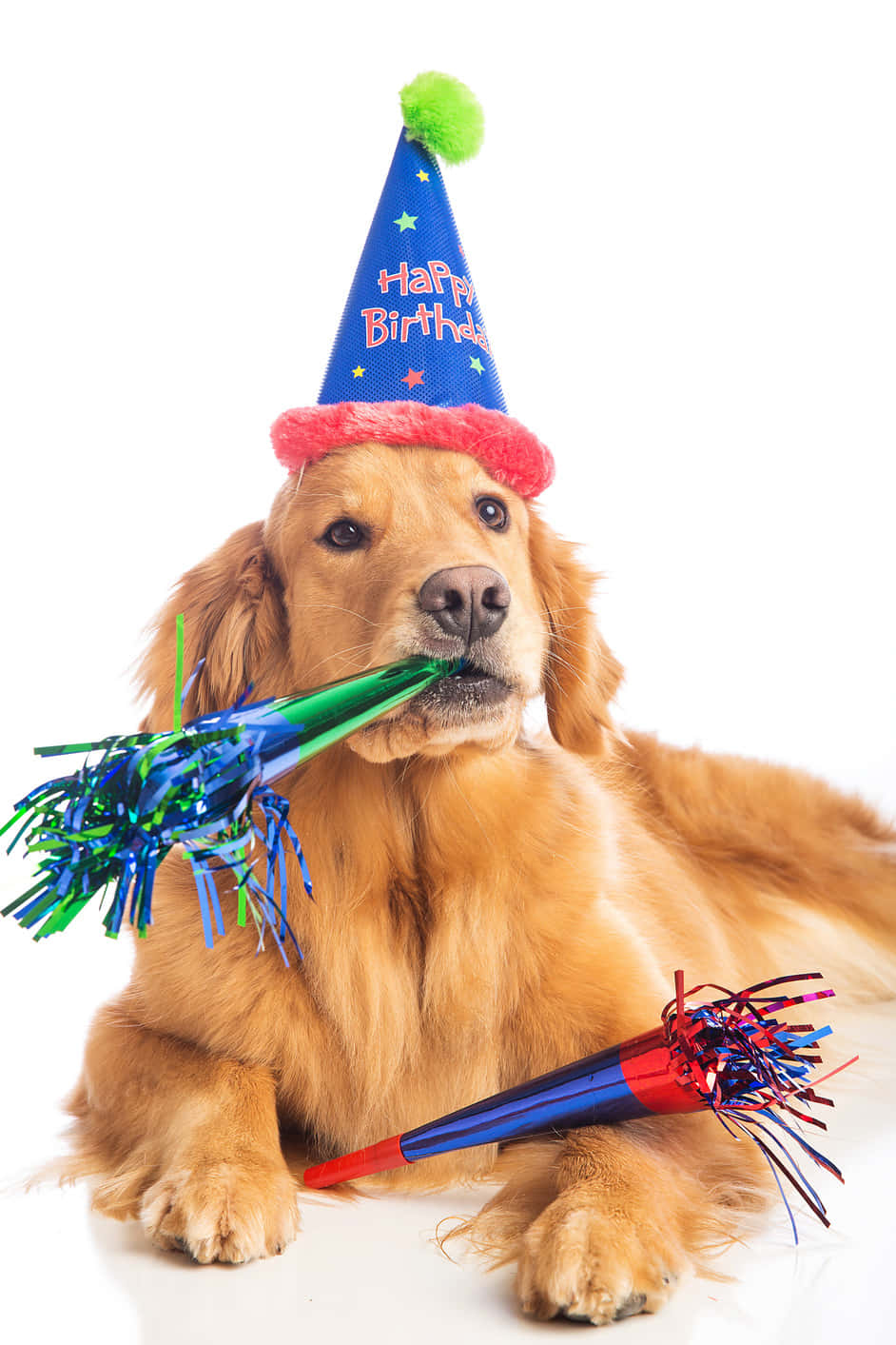 Dog Birthday Golden Retriever Toot Horn Picture