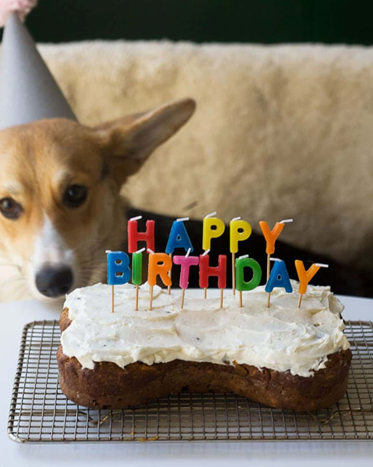 Imagende Celebración De Cumpleaños De Un Perro Corgi Galés De Pembroke.