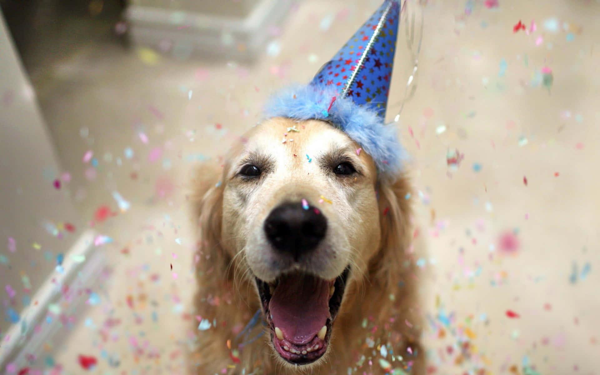 Hundgeburtstag Glücklich Senior Golden Retriever Party Bild