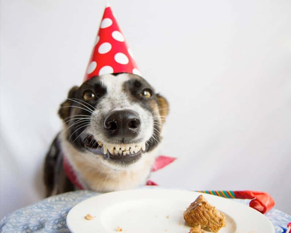Joyful canine celebrating its birthday with a delectable cake and balloons.