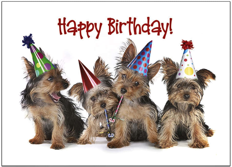 Dog Birthday Pictures 950 X 683 Picture