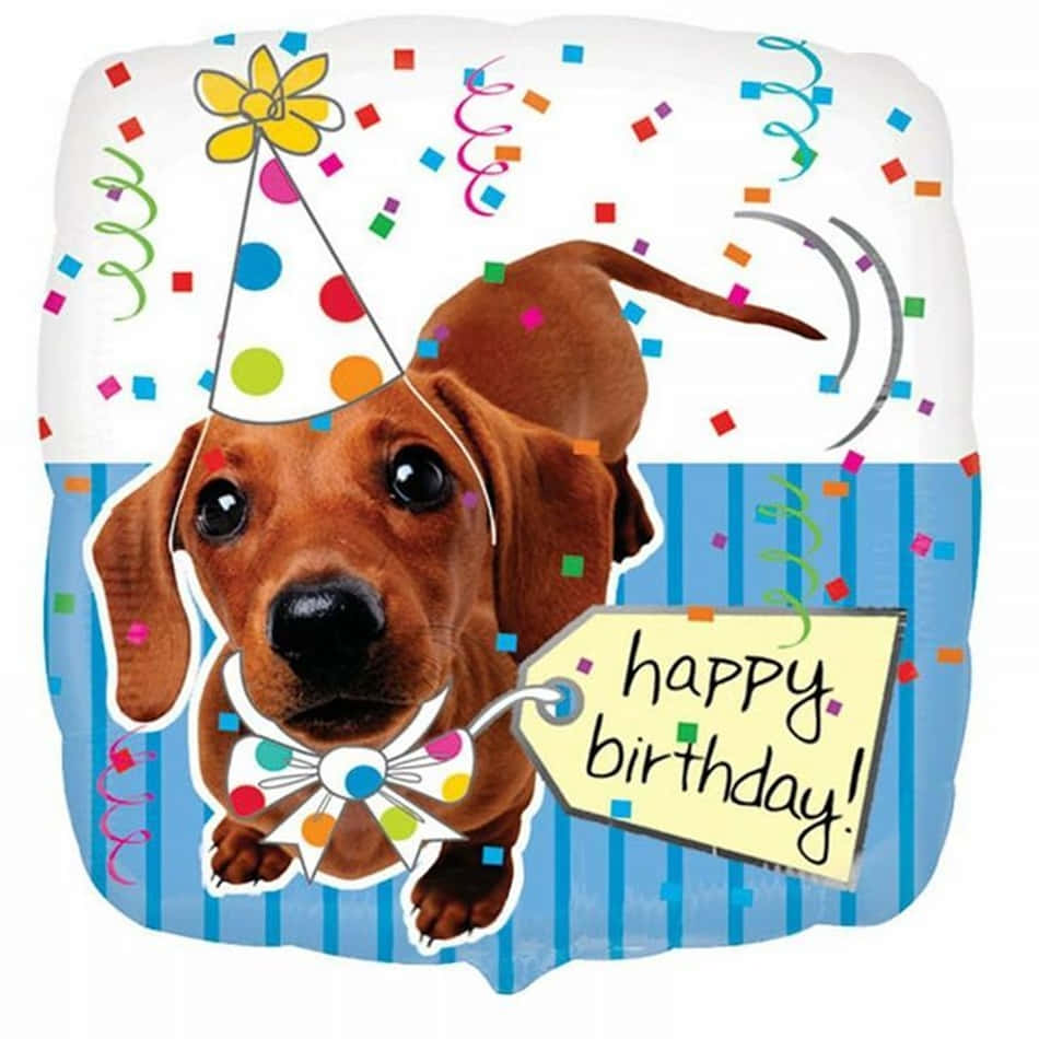 Aniversáriodo Cachorro - Foto De Celebração Feliz Do Dachshund.