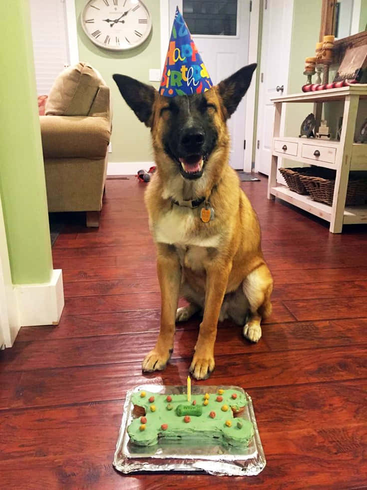 Dog Birthday Smiling German Shepherd Celebration Picture