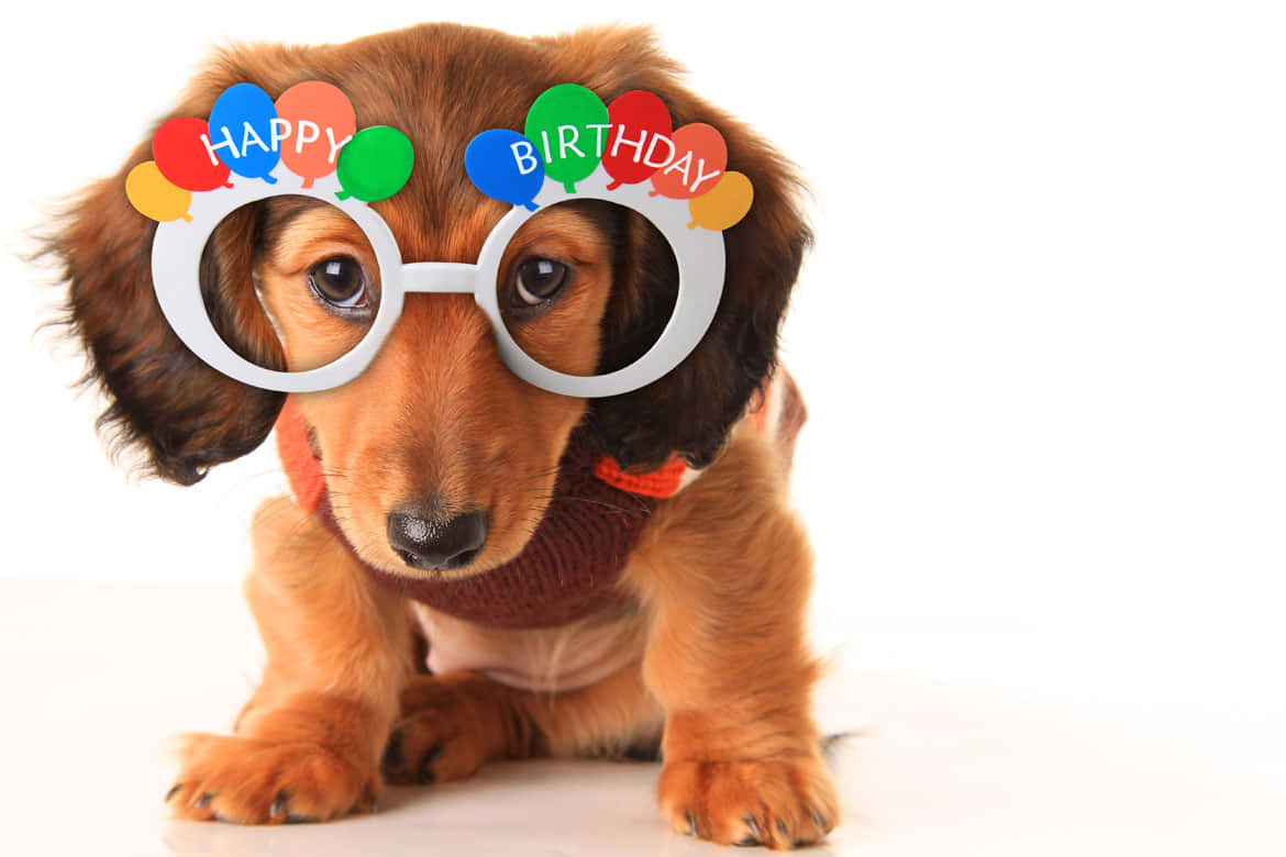 Dog Birthday Happy Dachshund Party Glasses Picture