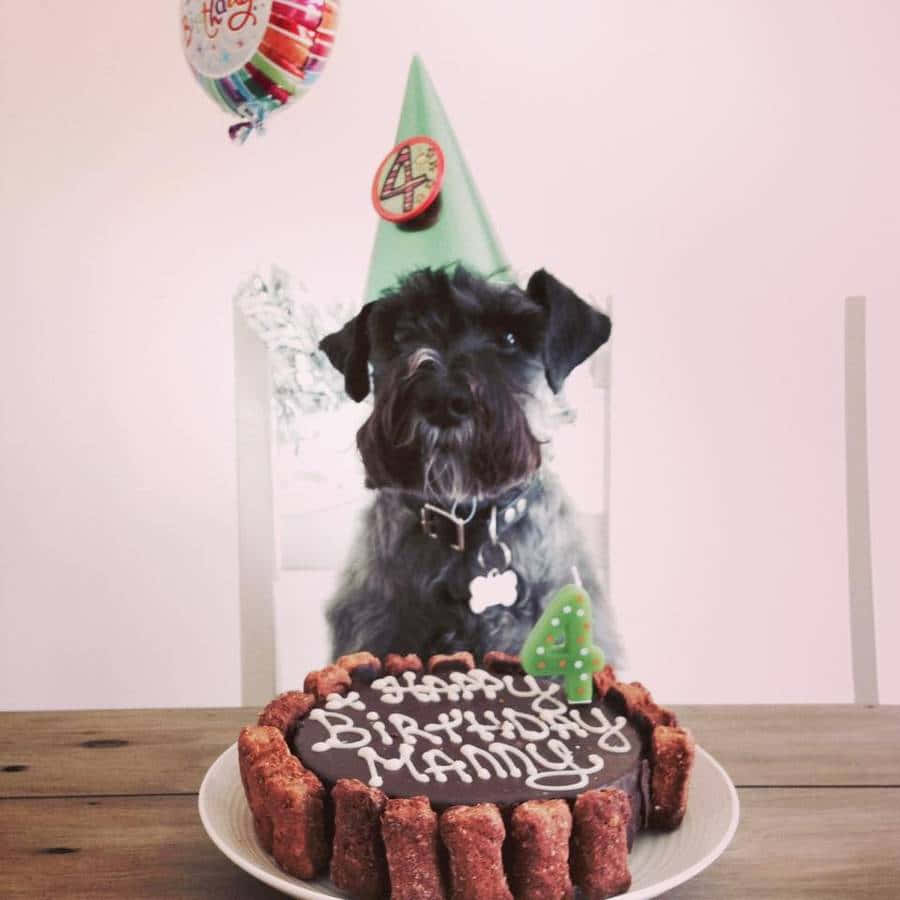 Dog Birthday Miniature Schnauzer Celebration Picture