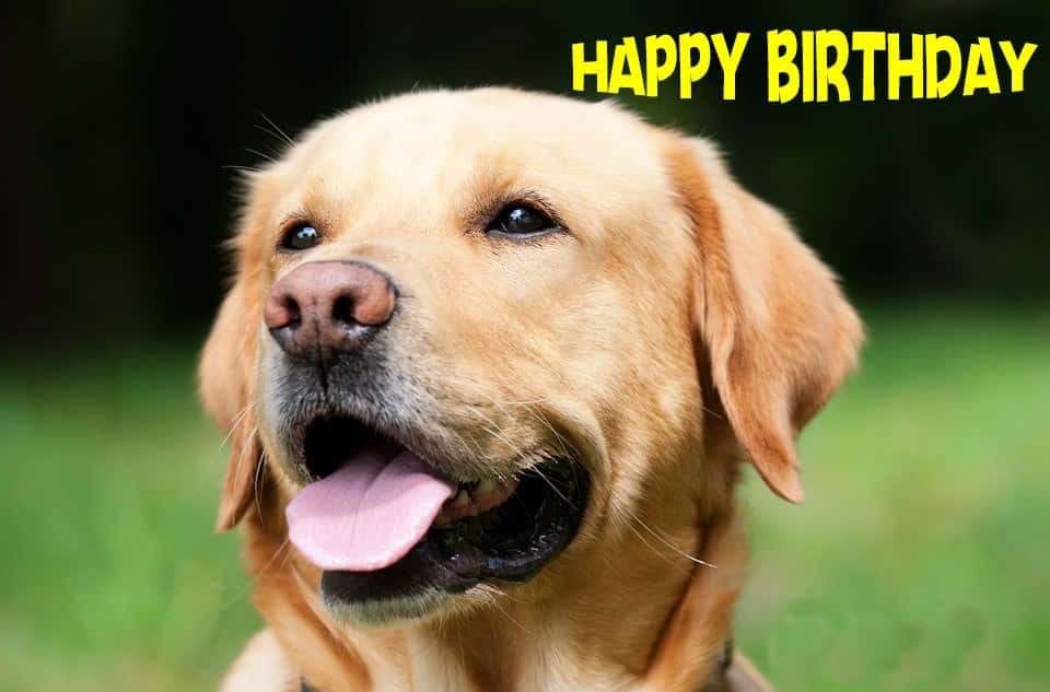 Dog Birthday Golden Retriever Celebration Picture