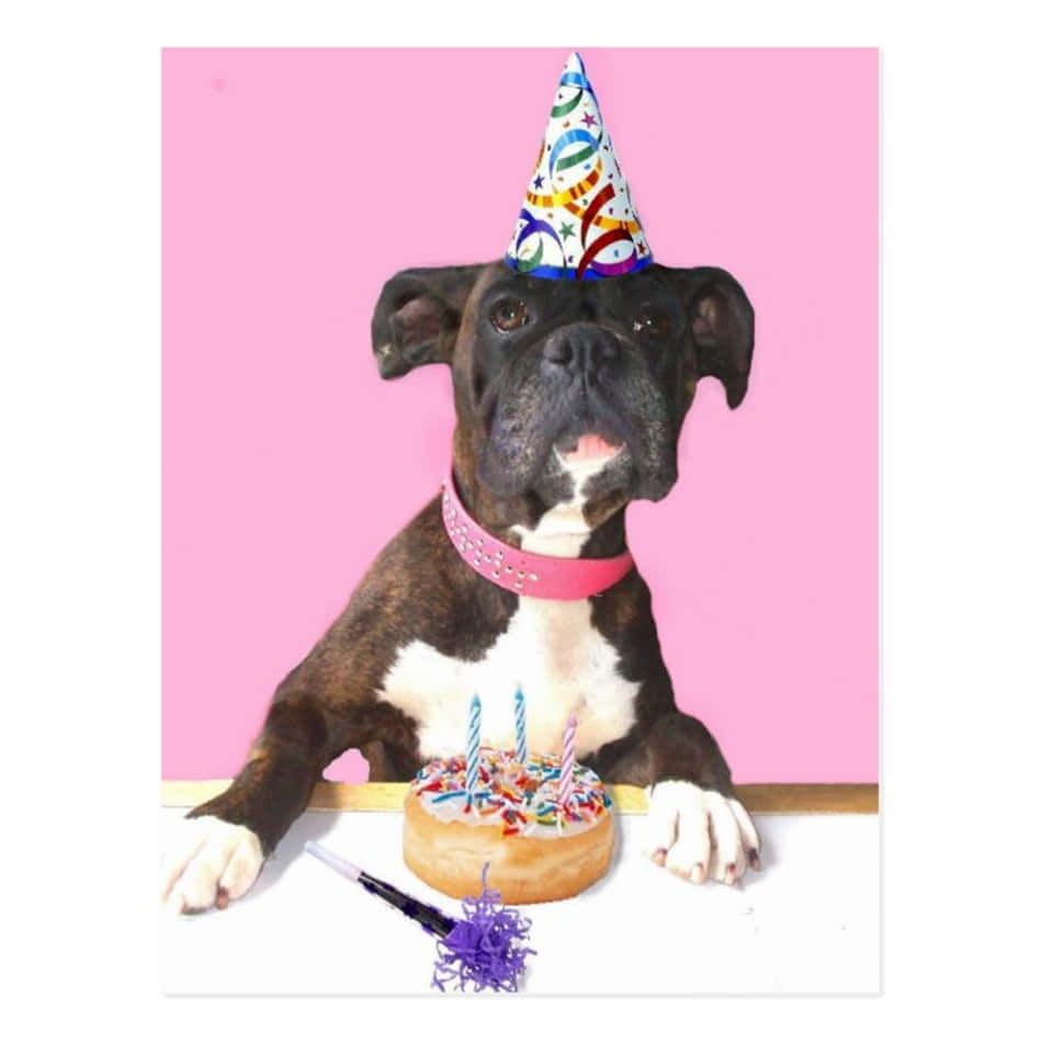 Dog Birthday Black Boxer Party Hat Picture