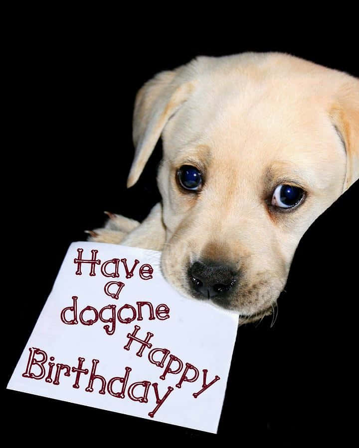 Dog Birthday Labrador Puppy Dog Bone Picture