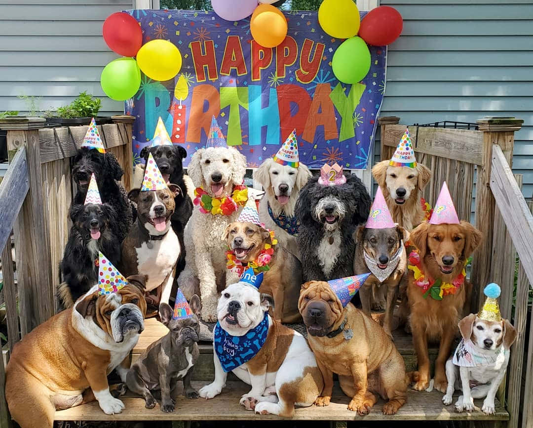 Dog Birthday Celebration Party Hat Picture