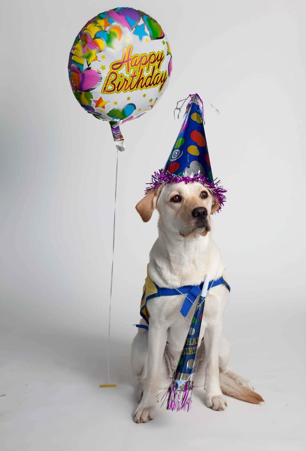 Labrador hund fejrer fødselsdag med et smil, partibold billed.