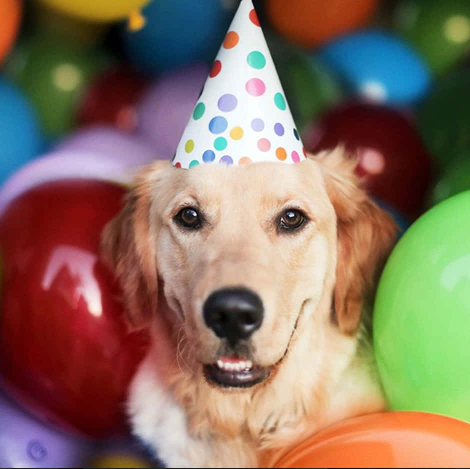 Hundensfödelsedag - Golden Retriever Firar Med Ballonger På Bilden.
