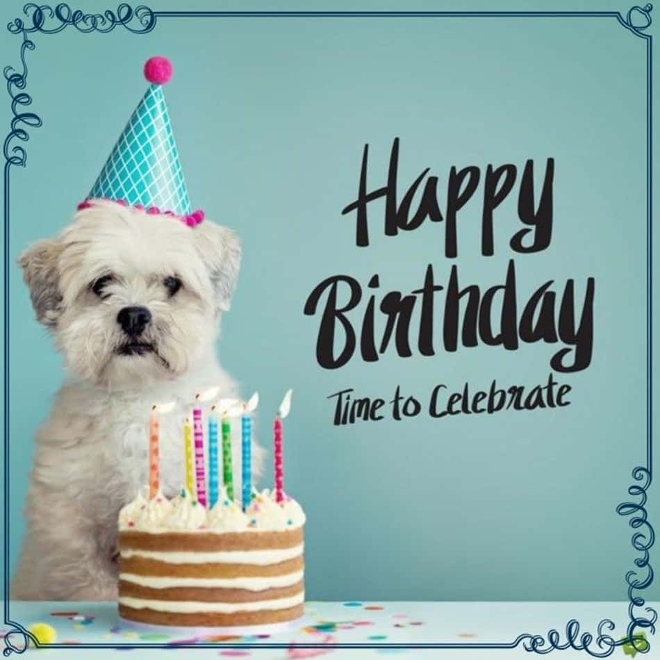 Dog Birthday Maltese Time To Celebrate Picture