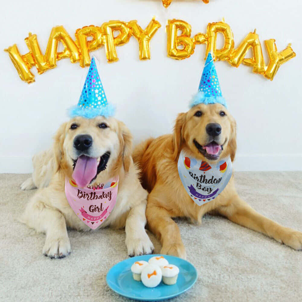 Fejr hundens fødselsdag med et billede af en golden retriever med et festhue.