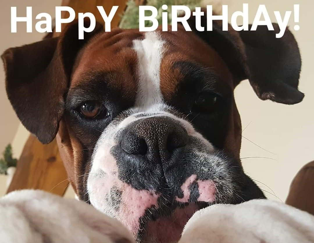 Dog Birthday Boxer Celebration Close Up Picture