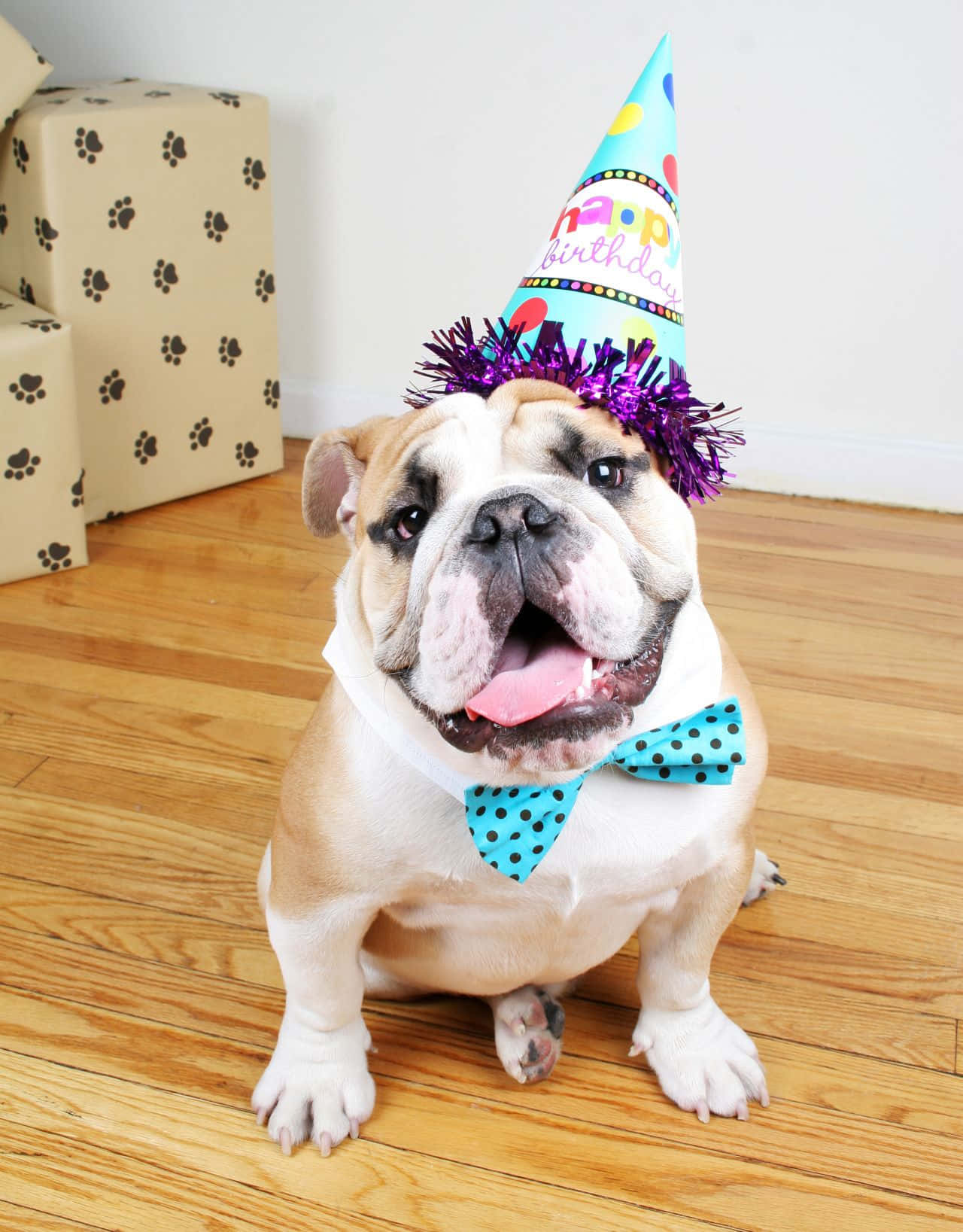 Smilende hund fødselsdag legetøj bulldog fejring billede