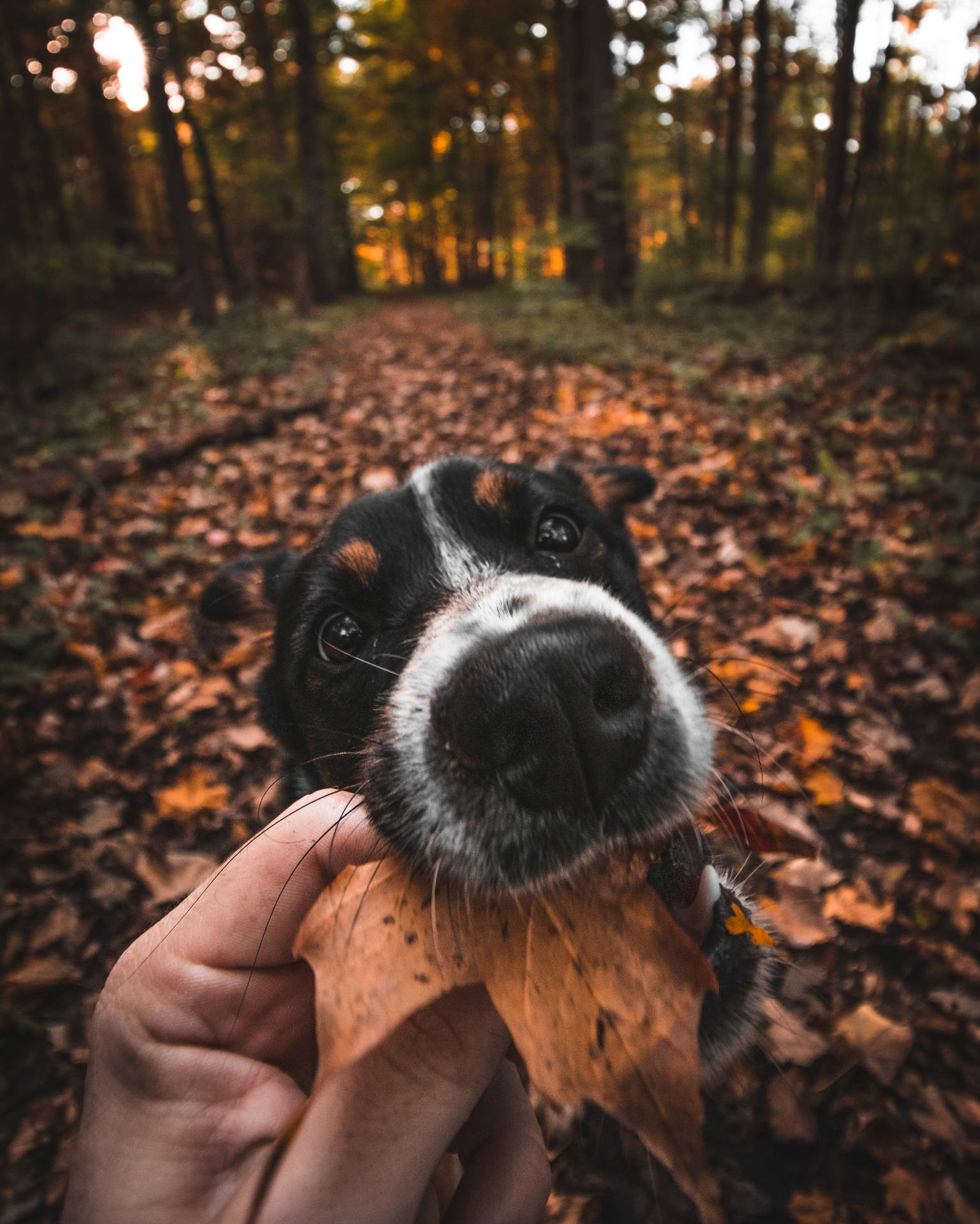 Dog Biting Leaf Best Autumn Wallpaper