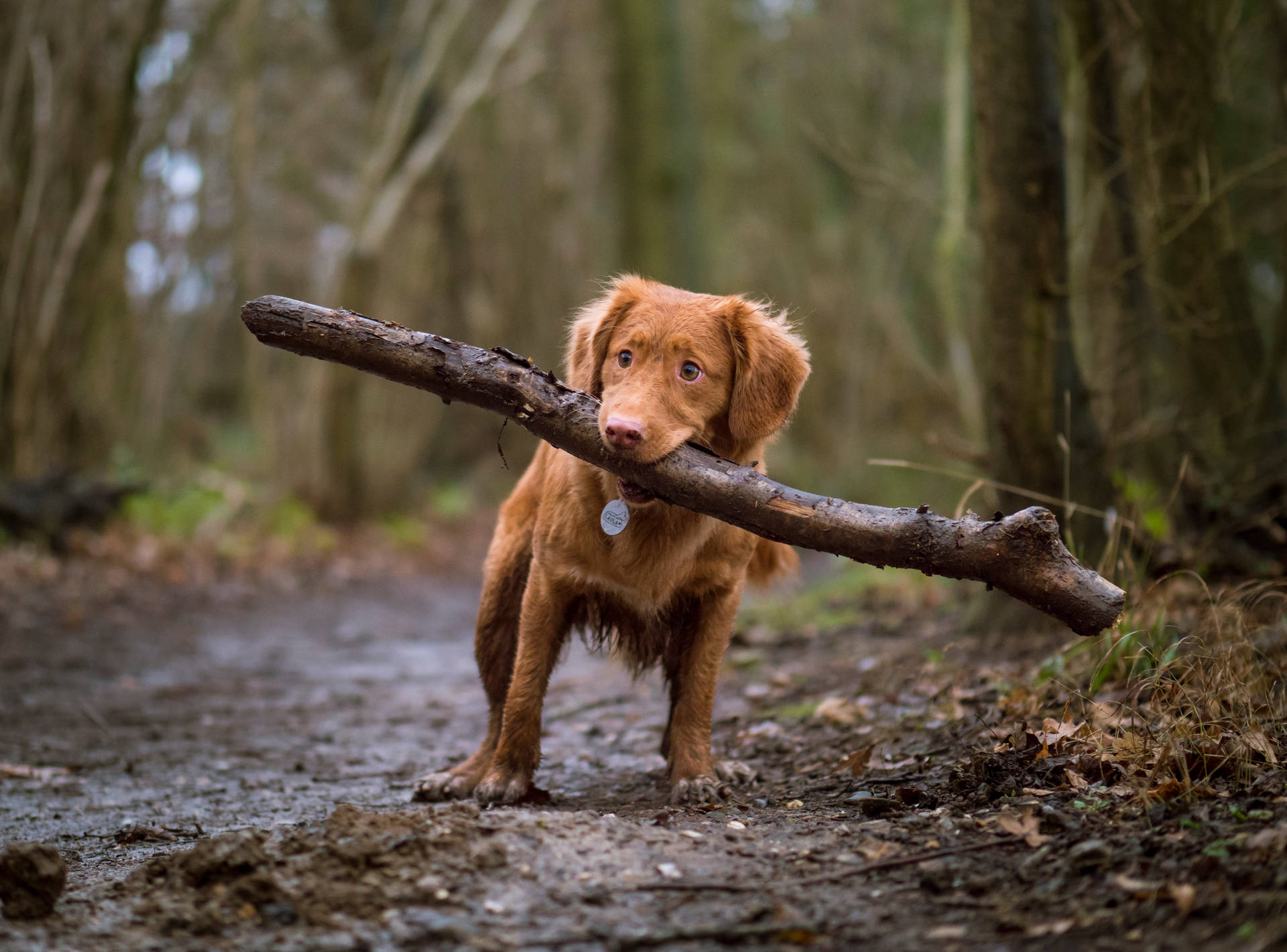 Dog biting wood while walking in forest wallpaper.